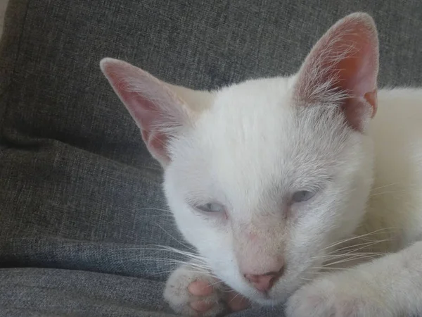 Portrait Small White Cat Blue Eyes —  Fotos de Stock