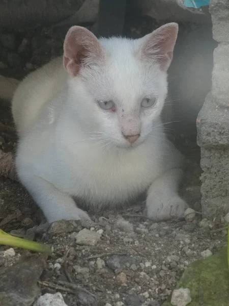Mały Biały Kot Niebieskimi Oczami Leżący — Zdjęcie stockowe