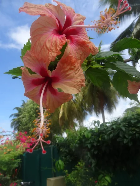 Фото Тропического Розового Цветка Гибискуса — стоковое фото