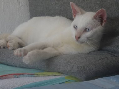 Kanepede yatan mavi gözlü güzel beyaz bir kedi.