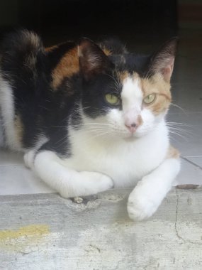 Güzel, renkli bir kedi yerde yatıyor.