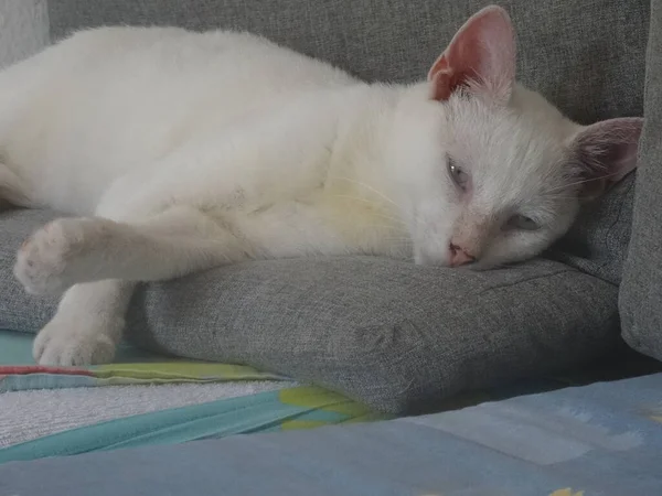Красива Біла Кішка Блакитними Очима Лежить Дивані — стокове фото