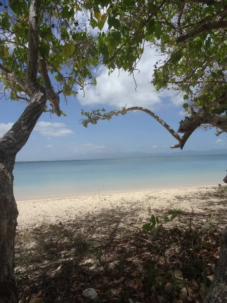 Trees White Sand Beach Blue Sea — стоковое фото