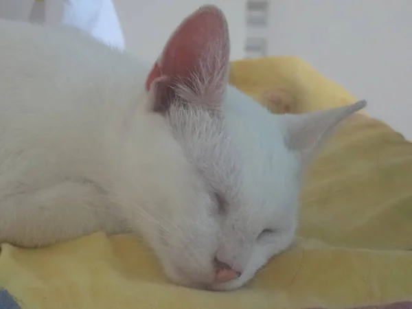 Beautiful White Cat Blue Eyes Lying Sofa — Foto de Stock