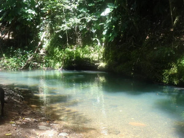 Piccolo Lago Nella Lussureggiante Foresta Tropicale — Foto Stock