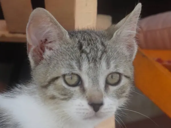 Retrato Jovem Gato Cinzento — Fotografia de Stock