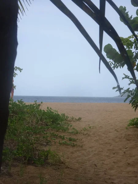 Palm White Sand Beach Blue Sea Cloudless Sky — Fotografia de Stock