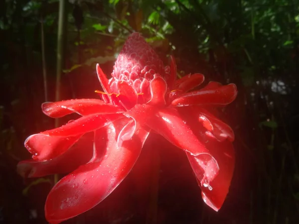 Big Pink Tropical Flower Lush Forest — Foto de Stock