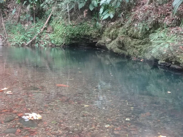 茂密的热带雨林中的一个小湖 — 图库照片