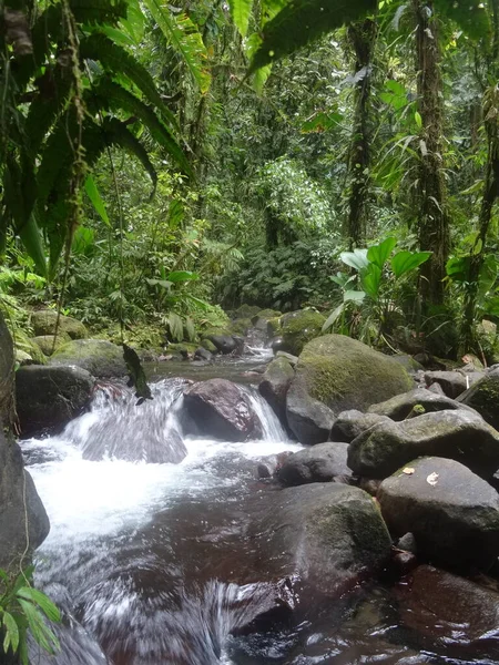 Waterfall Lush Rainforest — Stockfoto