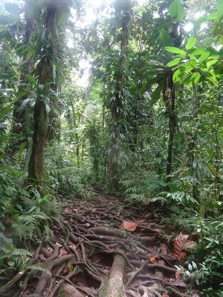 Small Path Crosses Lush Tropical Forest — Fotografia de Stock