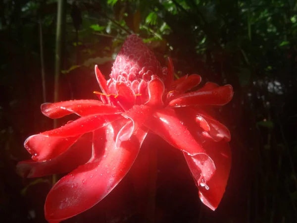 Ένα Μεγάλο Ροζ Τροπικό Λουλούδι Στο Τροπικό Δάσος — Φωτογραφία Αρχείου