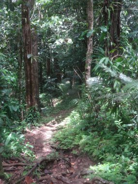 A small path crosses the lush tropical forest