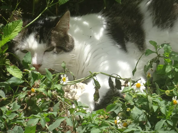 Portrait Black White Cat Sleeping Garden — Stockfoto