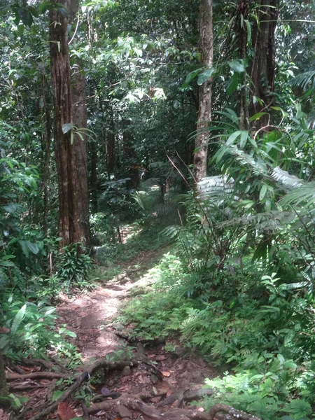 Small Path Crosses Lush Tropical Forest — Foto Stock