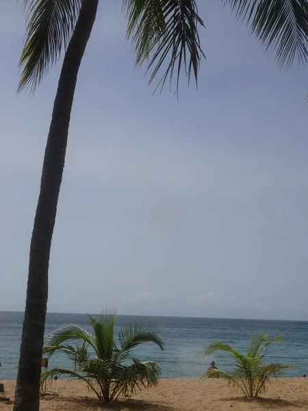 Palm Trees White Sand Beach Front Blue Sea — 图库照片