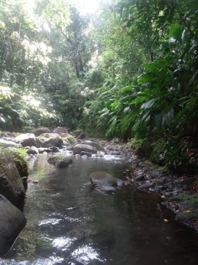 Nehir yemyeşil yağmur ormanlarından akar.
