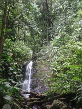 Yağmur ormanlarında büyük bir şelale.