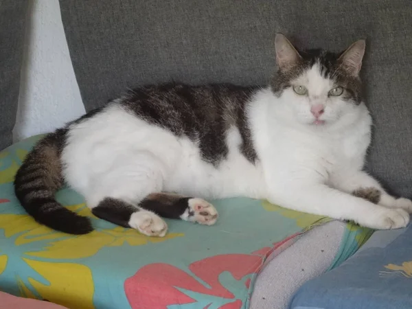 Lbig Black White Cat Lying Sofa — Fotografia de Stock