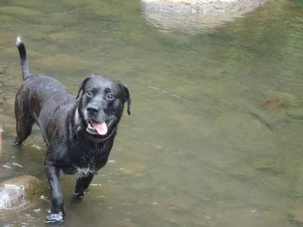 Big Black Dog Happy River —  Fotos de Stock