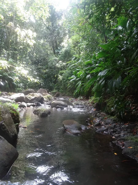 Nehir yemyeşil yağmur ormanlarından akar.