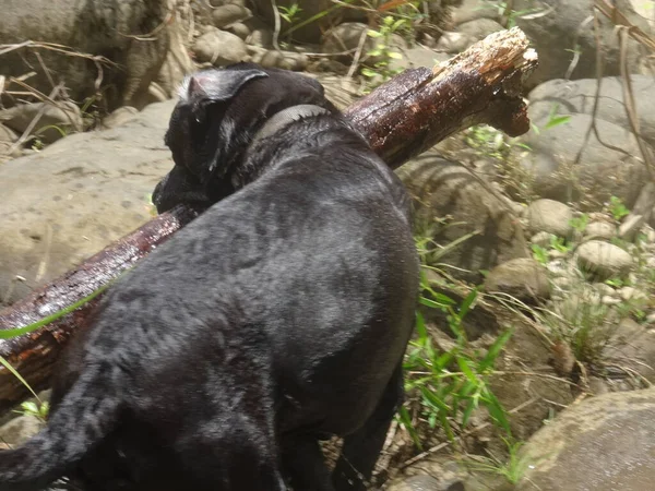 Big Black Dog Carries His Big Stick — Fotografia de Stock