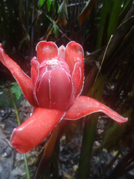 Velký Růžový Tropický Květ Lese — Stock fotografie