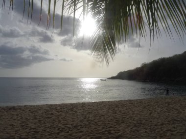 Behind the palm the sun sets reflecting on the sea
