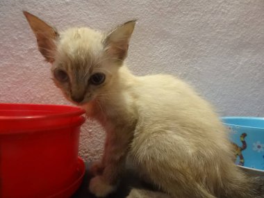 A baby white cat sitting
