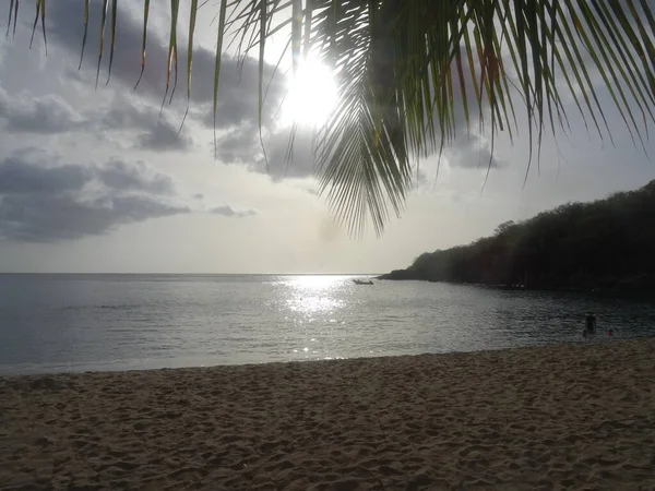 Behind the palm the sun sets reflecting on the sea