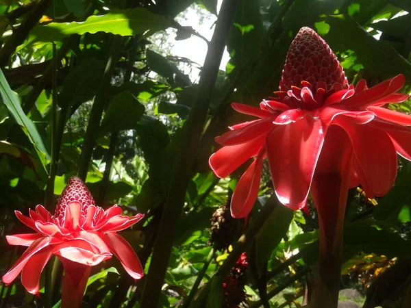 Dvě Velké Růžové Tropické Květiny Lese — Stock fotografie