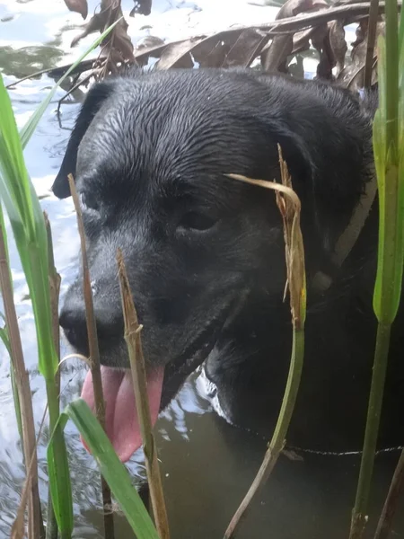 Portrait Beautiful Black Dog Front River — Stock Photo, Image