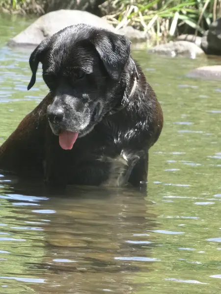 Beautiful Black Dog Sitting River — Stock Photo, Image