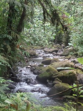 Nehir yemyeşil yağmur ormanlarından akar.