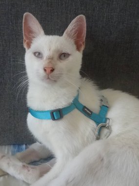 A beautiful white cat with blue eyes
