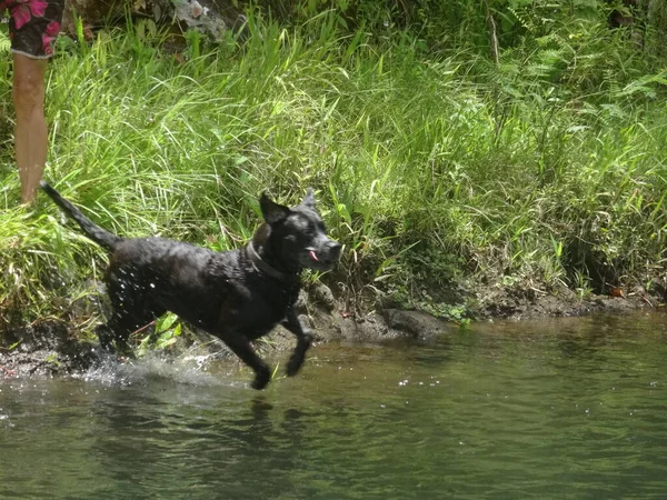 A beautiful black dog jumps into the river
