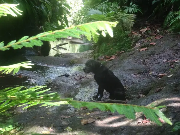 Hermoso Perro Negro Sentado Junto Río — Foto de Stock