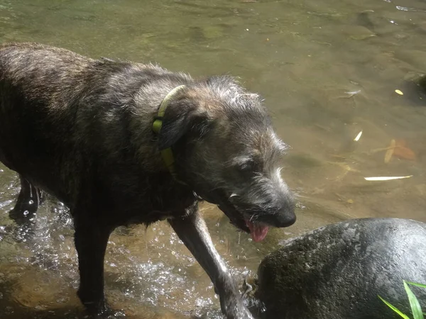 Красивая Черная Собака Выходит Реки — стоковое фото
