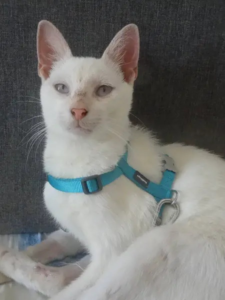 Красива Біла Кішка Блакитними Очима — стокове фото