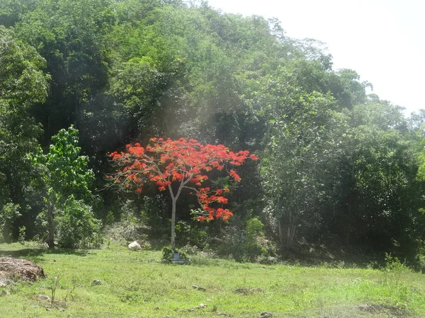 Big Tree Red Flowers — Foto Stock