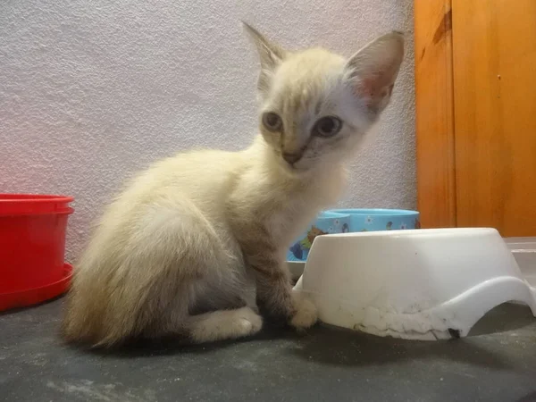 Gato Blanco Bebé Sentado Delante Plato —  Fotos de Stock