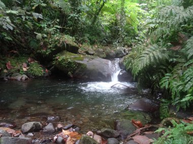 A waterfall in the lush rainforest