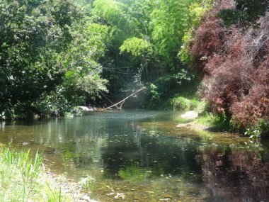 Nehir yemyeşil yağmur ormanlarından akar.