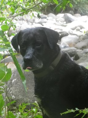 Güzel siyah bir köpeğin portresi.