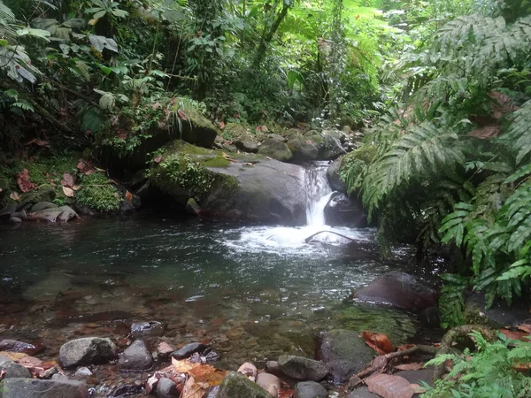 Waterfall Lush Rainforest — Foto Stock