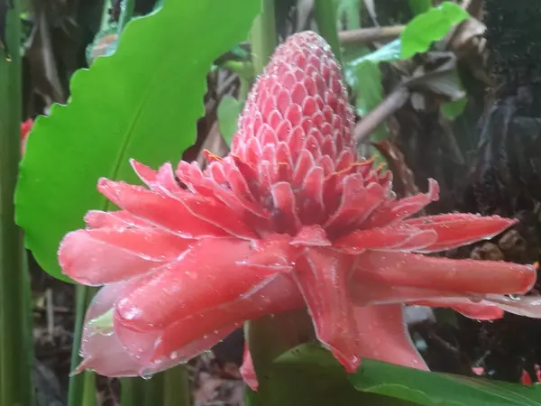 Velký Růžový Tropický Květ — Stock fotografie