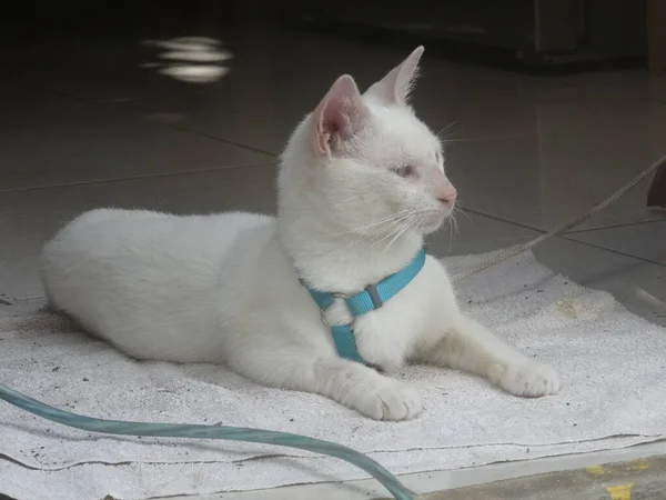 Pequeño Gato Blanco Mintiendo —  Fotos de Stock