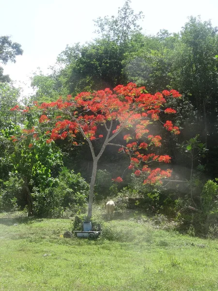 Uma Árvore Com Flores Vermelhas — Fotografia de Stock
