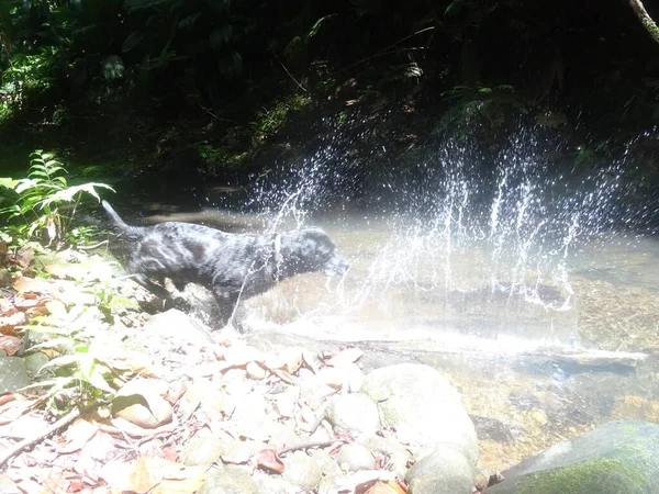 Hermoso Perro Negro Salta Agua Del Río — Foto de Stock