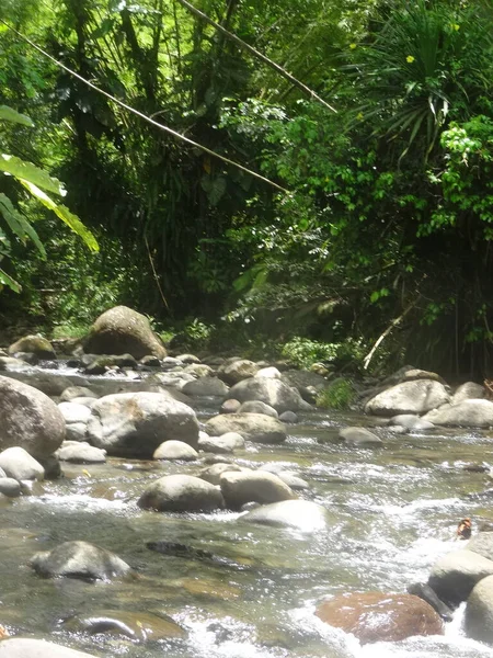 河水流过茂密的热带雨林 — 图库照片